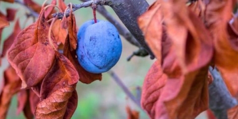 Njega šljive u jesen u zemlji